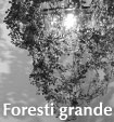 foresti_grande_off.jpg